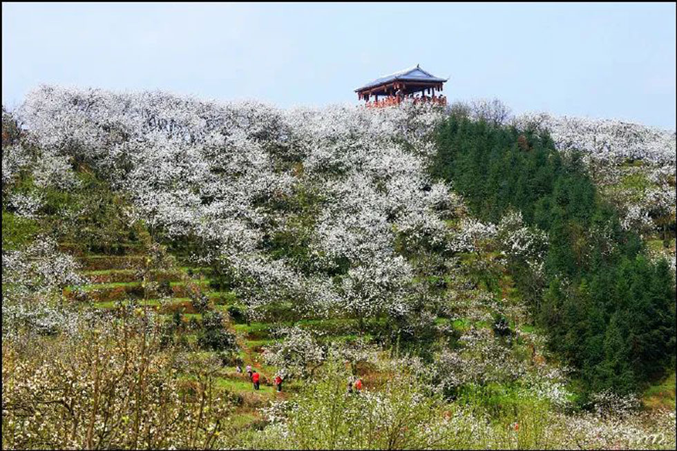 【春天,广西桂林灌阳县向您发出邀请!】我们在灌阳看梨花 - 游山玩水 - 张家界生活社区 - 张家界28生活网 zjj.28life.com