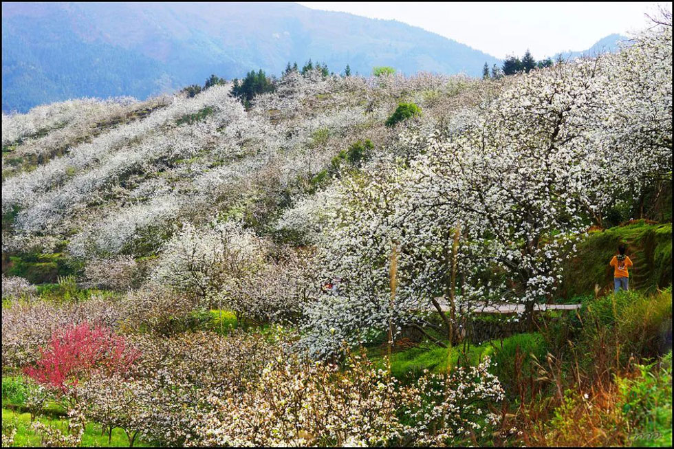 【春天,广西桂林灌阳县向您发出邀请!】我们在灌阳看梨花 - 游山玩水 - 张家界生活社区 - 张家界28生活网 zjj.28life.com