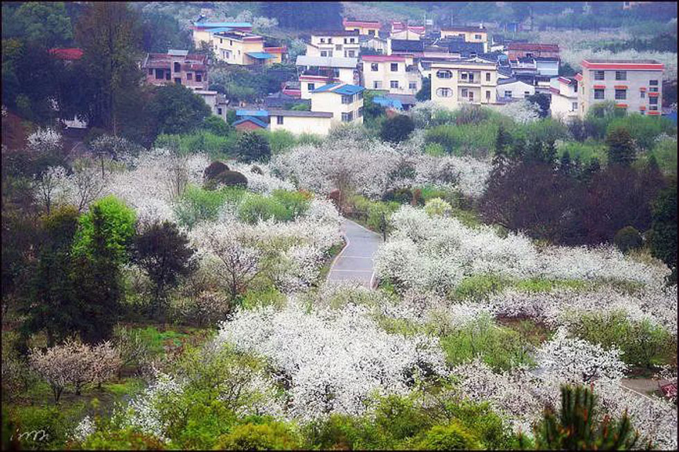 【春天,广西桂林灌阳县向您发出邀请!】我们在灌阳看梨花 - 游山玩水 - 张家界生活社区 - 张家界28生活网 zjj.28life.com