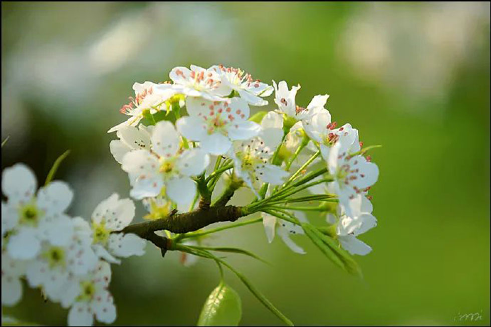 【春天,广西桂林灌阳县向您发出邀请!】我们在灌阳看梨花 - 游山玩水 - 张家界生活社区 - 张家界28生活网 zjj.28life.com