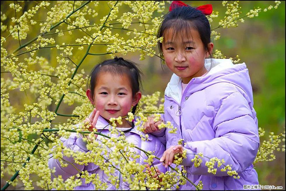 【春天,广西桂林灌阳县向您发出邀请!】米珠山前有片山苍子花在飘香 - 游山玩水 - 张家界生活社区 - 张家界28生活网 zjj.28life.com