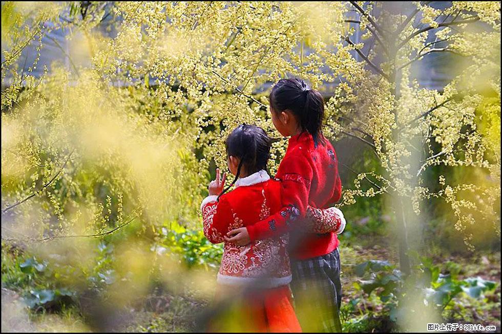 【春天,广西桂林灌阳县向您发出邀请!】米珠山前有片山苍子花在飘香 - 游山玩水 - 张家界生活社区 - 张家界28生活网 zjj.28life.com
