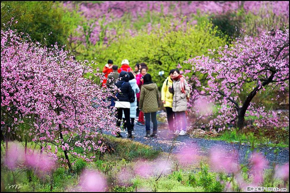 【春天,广西桂林灌阳县向您发出邀请!】官庄村有个醉美的桃花园 - 游山玩水 - 张家界生活社区 - 张家界28生活网 zjj.28life.com