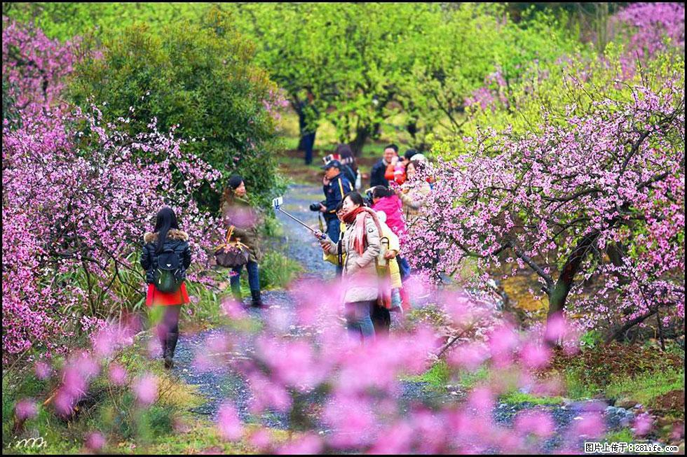 【春天,广西桂林灌阳县向您发出邀请!】官庄村有个醉美的桃花园 - 游山玩水 - 张家界生活社区 - 张家界28生活网 zjj.28life.com
