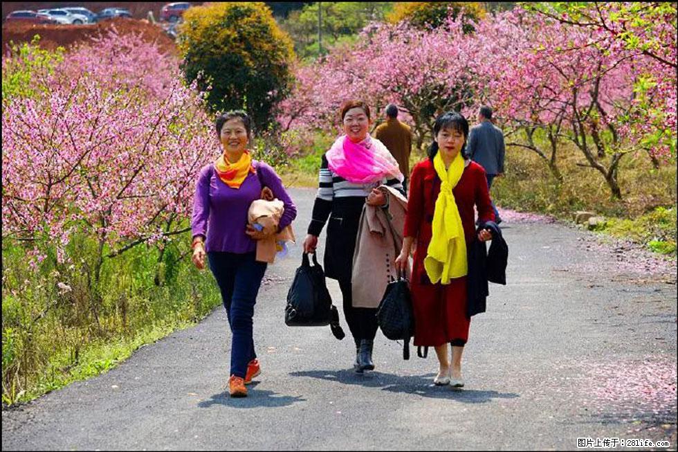 【春天,广西桂林灌阳县向您发出邀请!】官庄村有个醉美的桃花园 - 游山玩水 - 张家界生活社区 - 张家界28生活网 zjj.28life.com