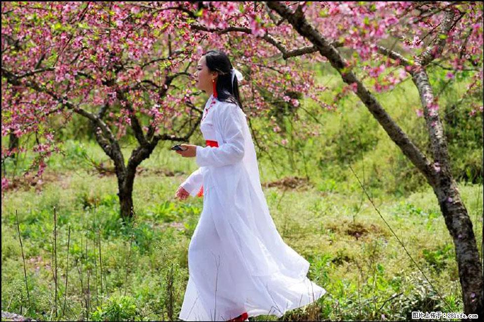 【春天,广西桂林灌阳县向您发出邀请!】官庄村有个醉美的桃花园 - 游山玩水 - 张家界生活社区 - 张家界28生活网 zjj.28life.com