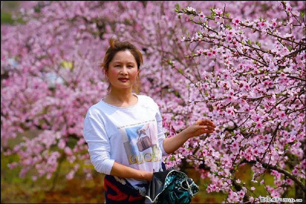 【春天,广西桂林灌阳县向您发出邀请!】官庄村有个醉美的桃花园 - 游山玩水 - 张家界生活社区 - 张家界28生活网 zjj.28life.com