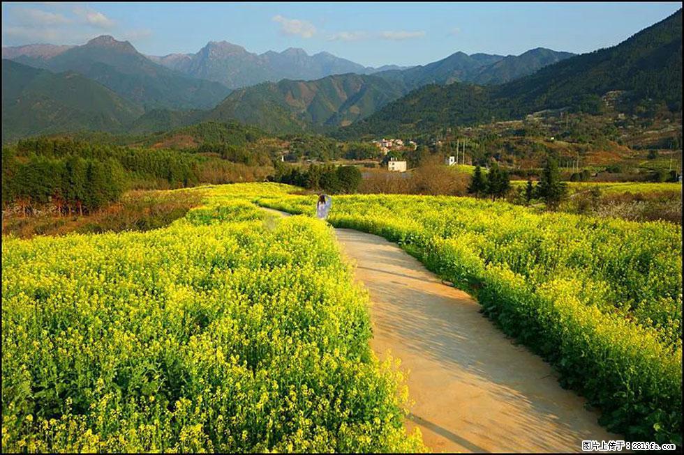 【春天,广西桂林灌阳县向您发出邀请!】长坪村油菜盛情花开 - 游山玩水 - 张家界生活社区 - 张家界28生活网 zjj.28life.com