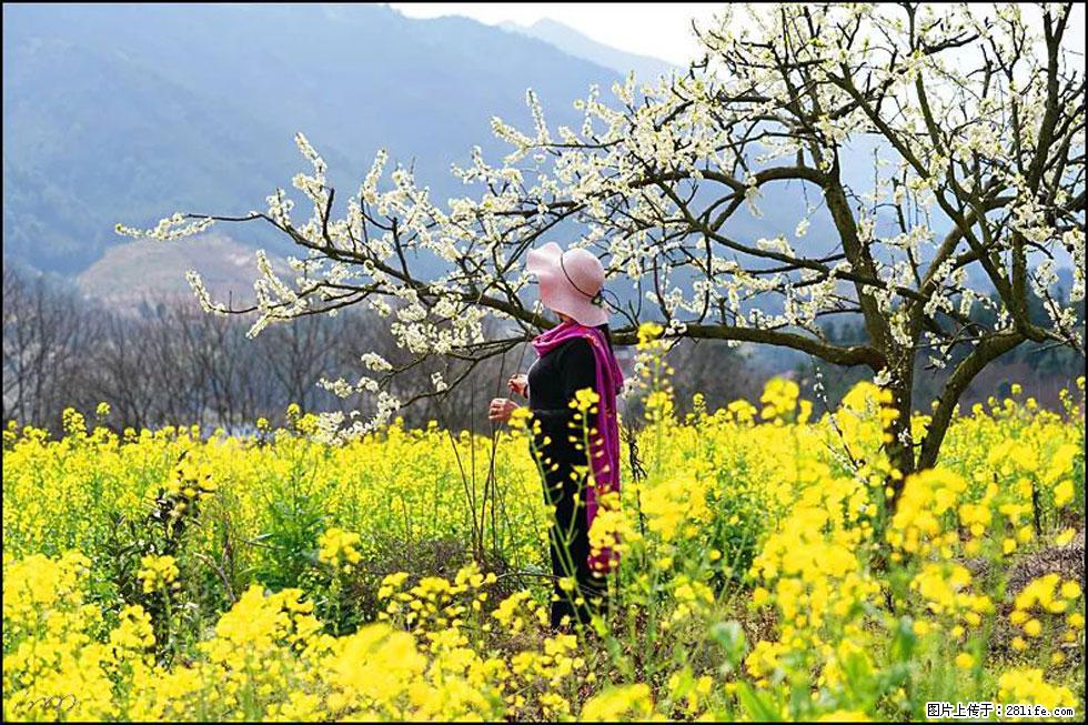 【春天,广西桂林灌阳县向您发出邀请!】长坪村油菜盛情花开 - 游山玩水 - 张家界生活社区 - 张家界28生活网 zjj.28life.com