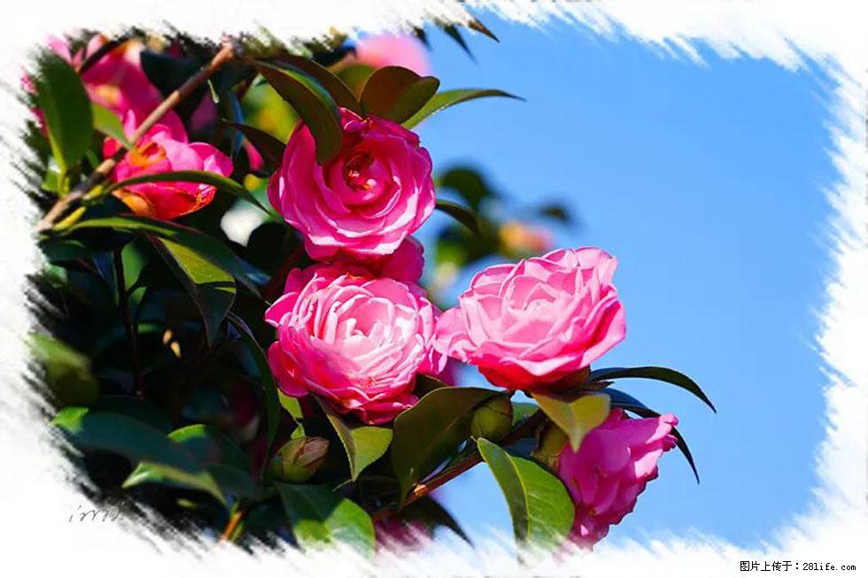 【春天,广西桂林灌阳县向您发出邀请!】杨柳井茶花惹人爱 - 游山玩水 - 张家界生活社区 - 张家界28生活网 zjj.28life.com