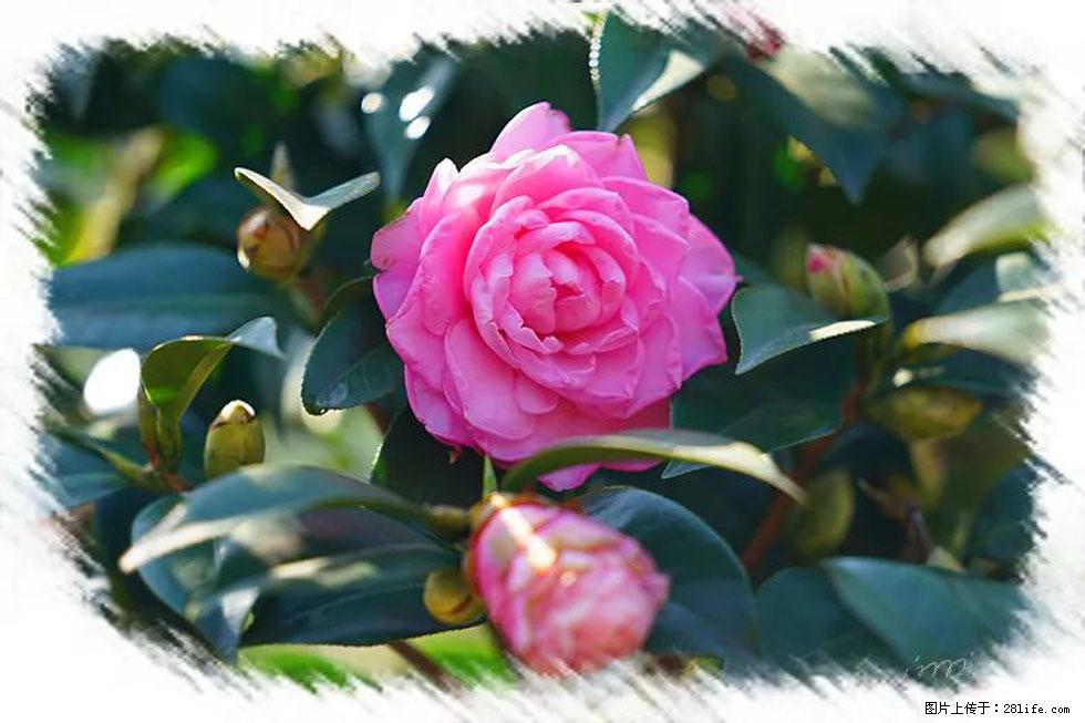 【春天,广西桂林灌阳县向您发出邀请!】杨柳井茶花惹人爱 - 游山玩水 - 张家界生活社区 - 张家界28生活网 zjj.28life.com