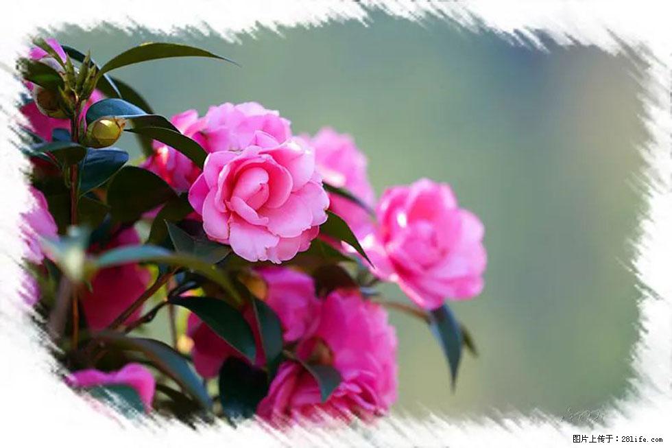 【春天,广西桂林灌阳县向您发出邀请!】杨柳井茶花惹人爱 - 游山玩水 - 张家界生活社区 - 张家界28生活网 zjj.28life.com