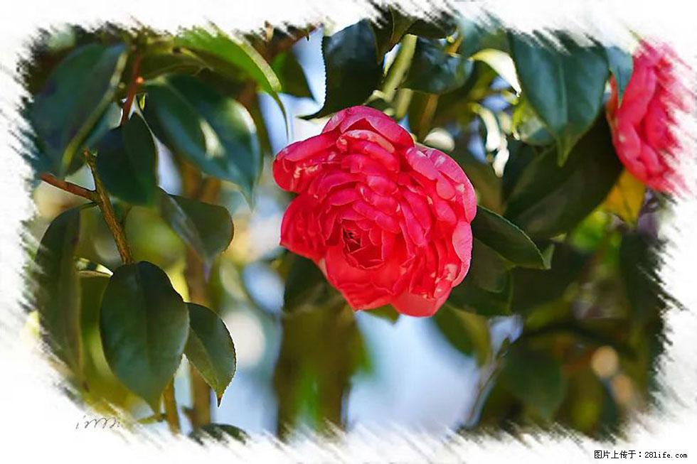 【春天,广西桂林灌阳县向您发出邀请!】杨柳井茶花惹人爱 - 游山玩水 - 张家界生活社区 - 张家界28生活网 zjj.28life.com