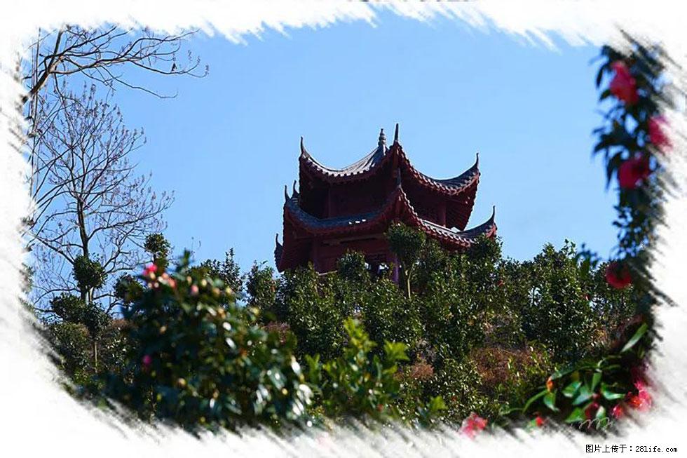 【春天,广西桂林灌阳县向您发出邀请!】杨柳井茶花惹人爱 - 游山玩水 - 张家界生活社区 - 张家界28生活网 zjj.28life.com
