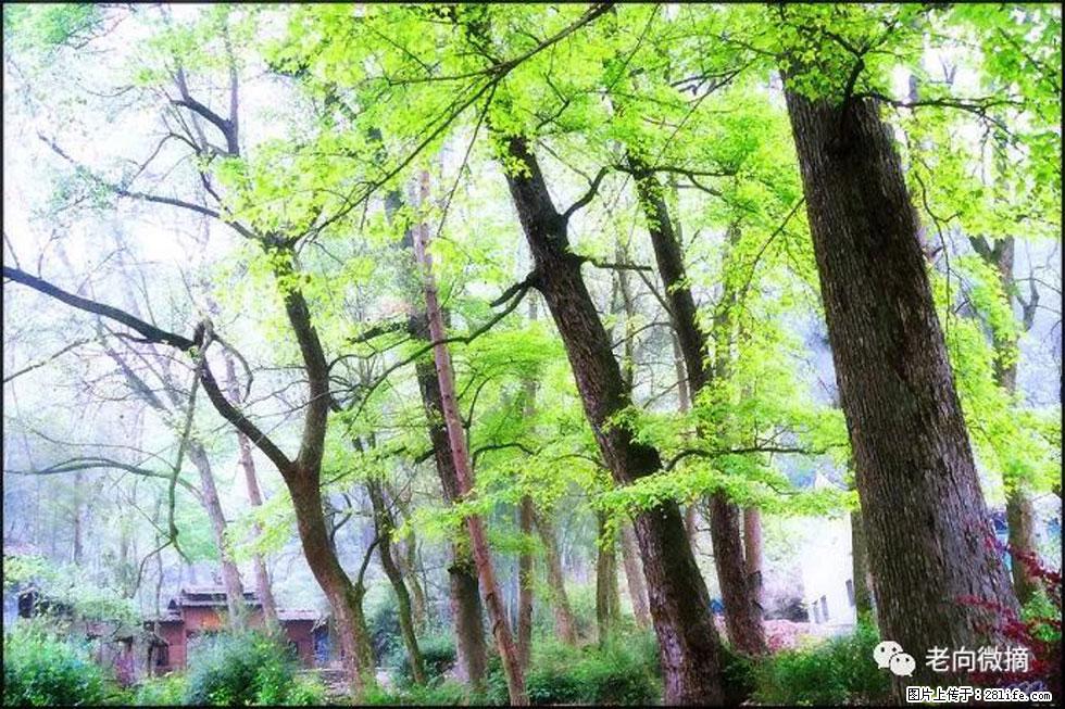 【春天，广西桂林灌阳县向您发出邀请！】在小龙村与春天约会 - 游山玩水 - 张家界生活社区 - 张家界28生活网 zjj.28life.com