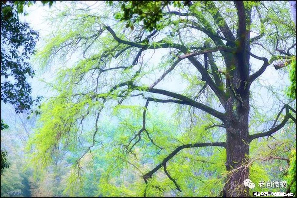 【春天，广西桂林灌阳县向您发出邀请！】在小龙村与春天约会 - 游山玩水 - 张家界生活社区 - 张家界28生活网 zjj.28life.com