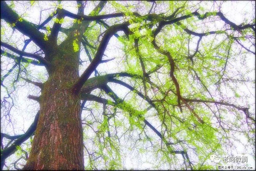 【春天，广西桂林灌阳县向您发出邀请！】在小龙村与春天约会 - 游山玩水 - 张家界生活社区 - 张家界28生活网 zjj.28life.com