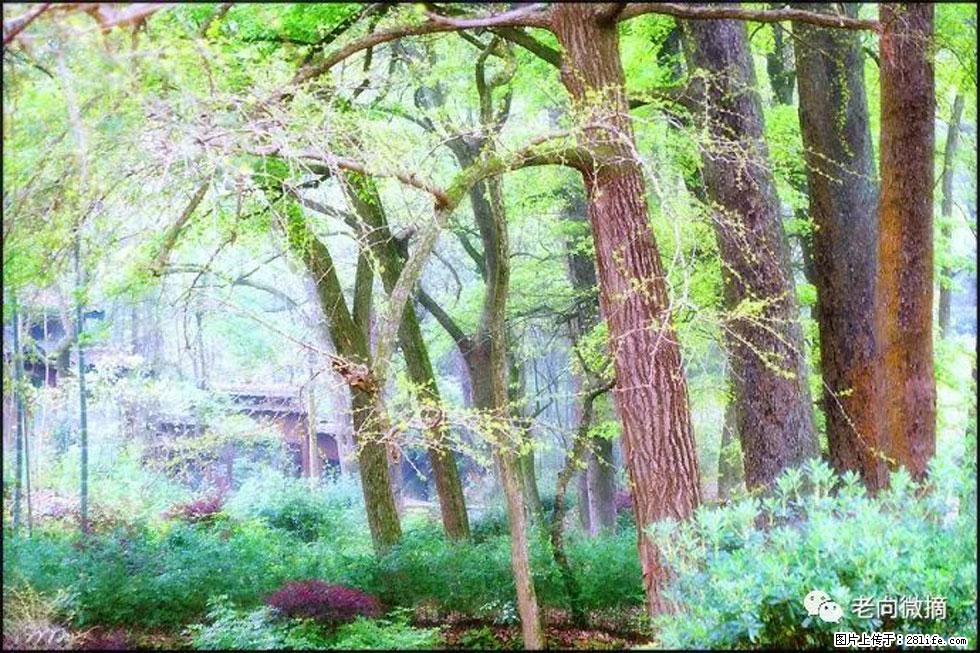 【春天，广西桂林灌阳县向您发出邀请！】在小龙村与春天约会 - 游山玩水 - 张家界生活社区 - 张家界28生活网 zjj.28life.com