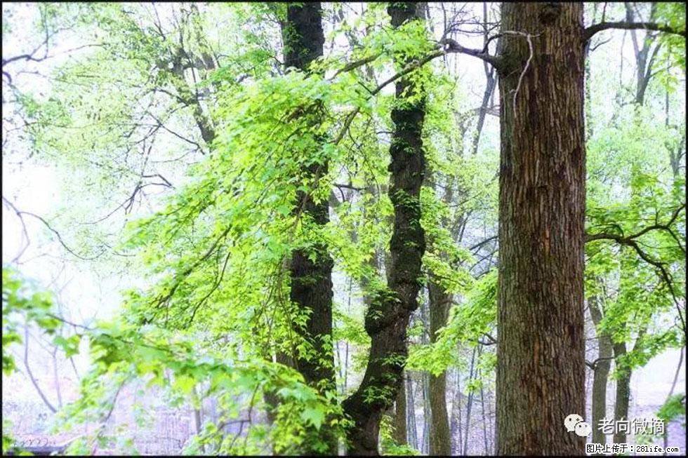 【春天，广西桂林灌阳县向您发出邀请！】在小龙村与春天约会 - 游山玩水 - 张家界生活社区 - 张家界28生活网 zjj.28life.com