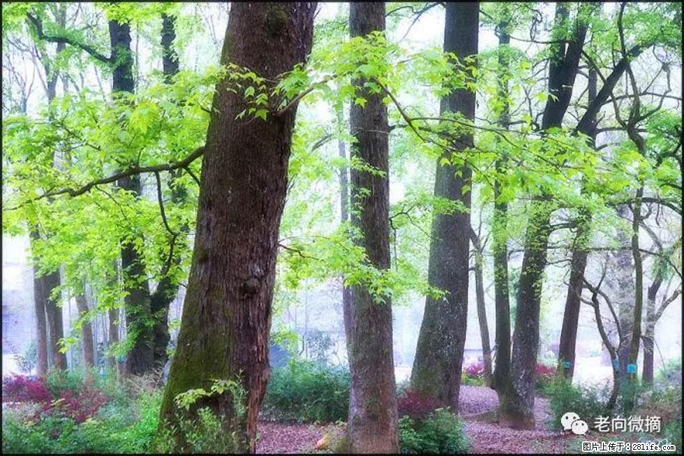 【春天，广西桂林灌阳县向您发出邀请！】在小龙村与春天约会 - 游山玩水 - 张家界生活社区 - 张家界28生活网 zjj.28life.com