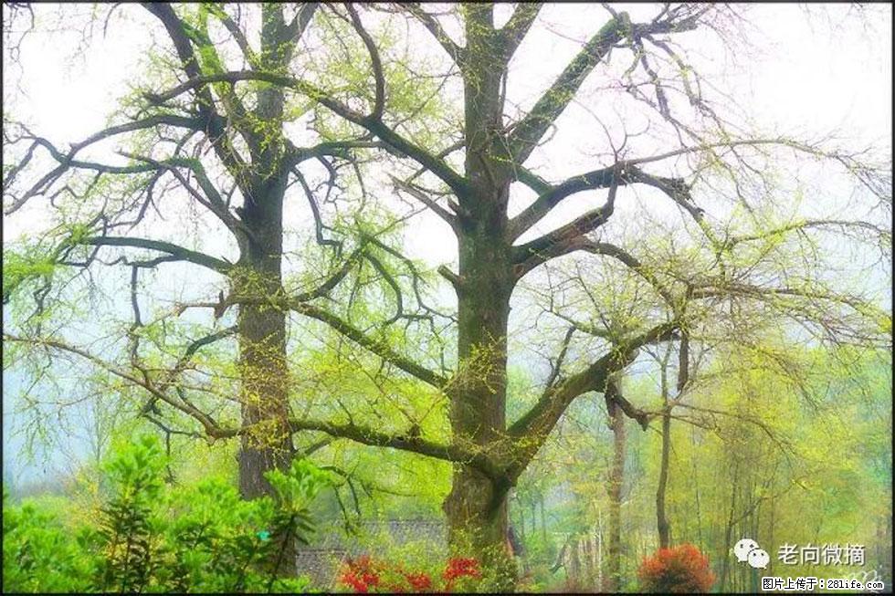 【春天，广西桂林灌阳县向您发出邀请！】在小龙村与春天约会 - 游山玩水 - 张家界生活社区 - 张家界28生活网 zjj.28life.com