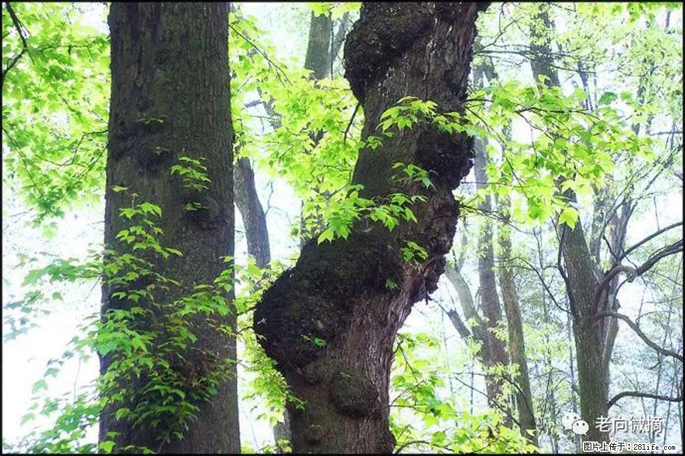 【春天，广西桂林灌阳县向您发出邀请！】在小龙村与春天约会 - 游山玩水 - 张家界生活社区 - 张家界28生活网 zjj.28life.com