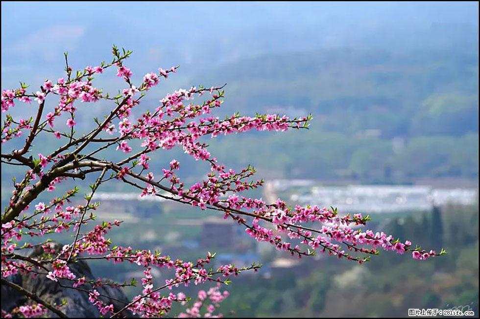【春天,广西桂林灌阳县向您发出邀请!】望月岭上桃花开 - 游山玩水 - 张家界生活社区 - 张家界28生活网 zjj.28life.com