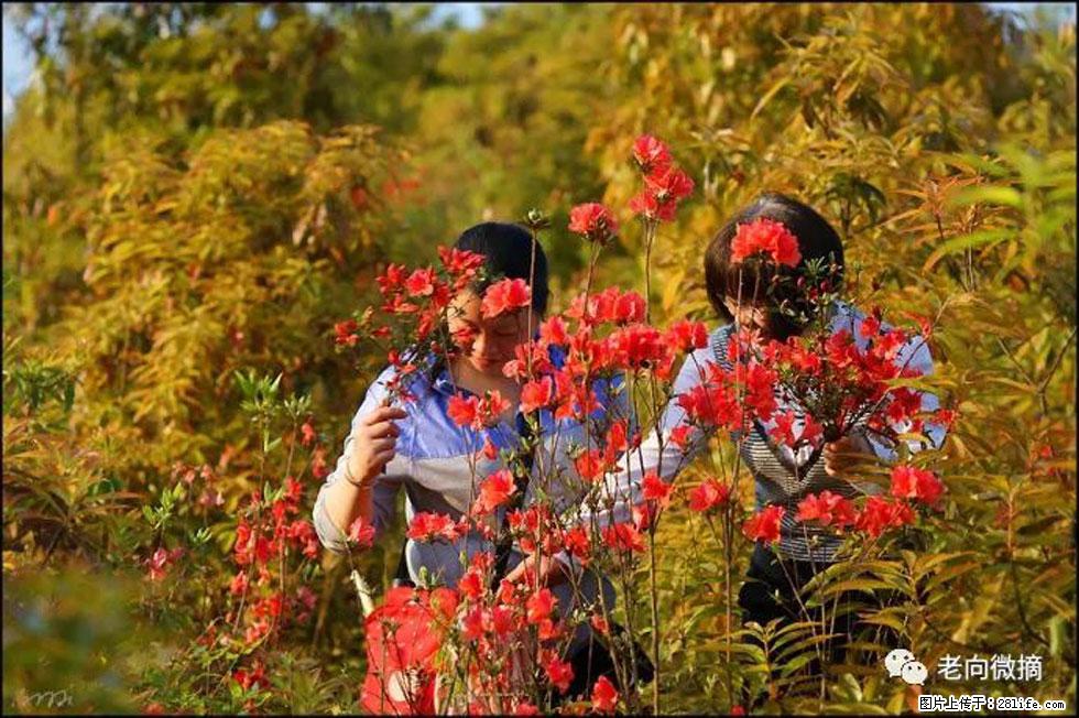 【春天,广西桂林灌阳县向您发出邀请!】登麒麟山,相约映山红 - 游山玩水 - 张家界生活社区 - 张家界28生活网 zjj.28life.com