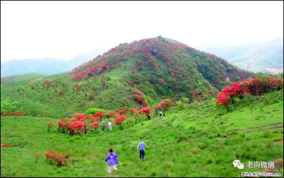 【春天,广西桂林灌阳县向您发出邀请!】宝盖山上映山红 - 游山玩水 - 张家界生活社区 - 张家界28生活网 zjj.28life.com