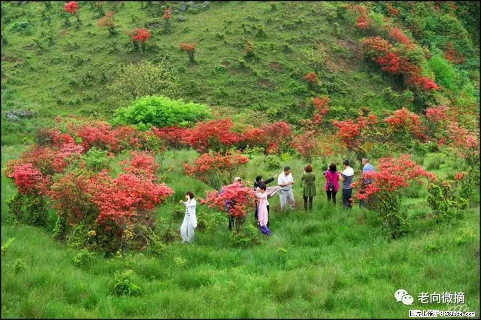 【春天,广西桂林灌阳县向您发出邀请!】宝盖山上映山红 - 游山玩水 - 张家界生活社区 - 张家界28生活网 zjj.28life.com