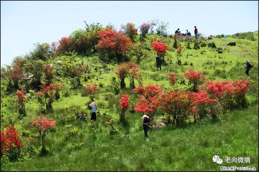 【春天,广西桂林灌阳县向您发出邀请!】宝盖山上映山红 - 游山玩水 - 张家界生活社区 - 张家界28生活网 zjj.28life.com