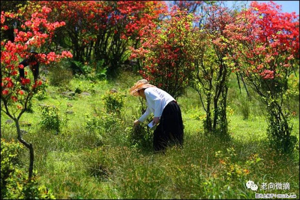 【春天,广西桂林灌阳县向您发出邀请!】宝盖山上映山红 - 游山玩水 - 张家界生活社区 - 张家界28生活网 zjj.28life.com