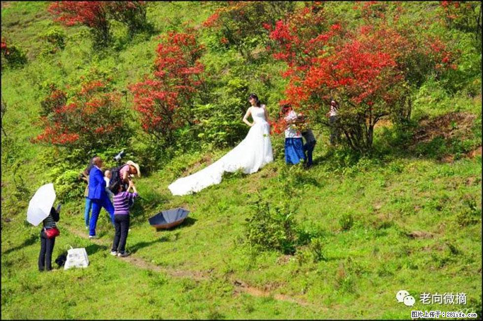 【春天,广西桂林灌阳县向您发出邀请!】宝盖山上映山红 - 游山玩水 - 张家界生活社区 - 张家界28生活网 zjj.28life.com