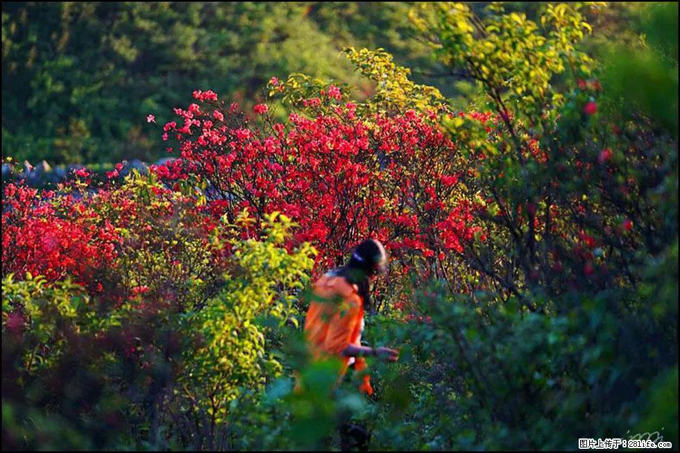 【春天,广西桂林灌阳县向您发出邀请!】春木界上映山红 - 游山玩水 - 张家界生活社区 - 张家界28生活网 zjj.28life.com
