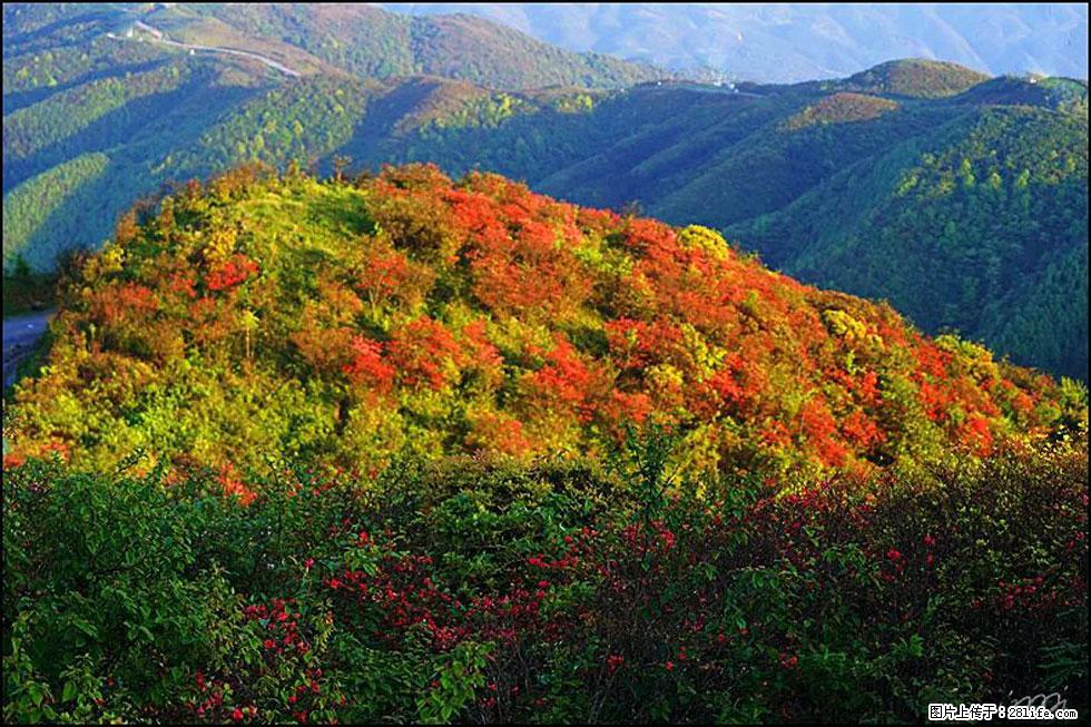 【春天,广西桂林灌阳县向您发出邀请!】春木界上映山红 - 游山玩水 - 张家界生活社区 - 张家界28生活网 zjj.28life.com