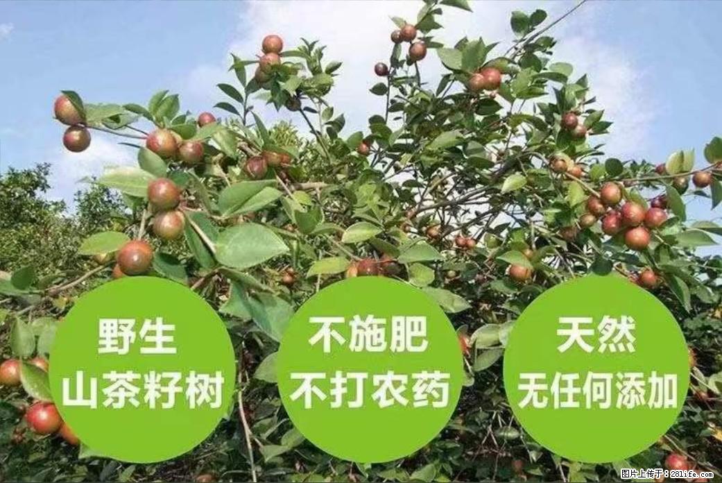 【灌阳县油茶产业示范区】一个有着充实的精神生活的人,对待身外之物自会有一种淡泊的态度 - 美食天地 - 张家界生活社区 - 张家界28生活网 zjj.28life.com