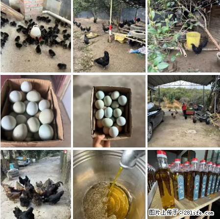油茶园从小鸡仔开始养起的纯土鸡、土鸡蛋可以预定啦!还有前几天刚榨的纯山茶油哦 - 美食天地 - 张家界生活社区 - 张家界28生活网 zjj.28life.com