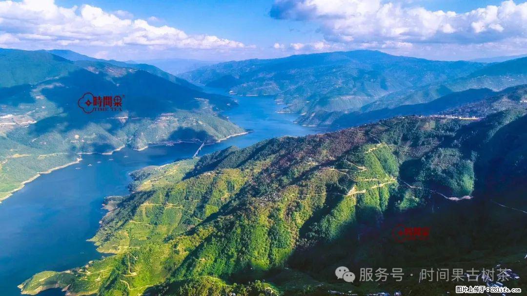 时间果百年古树龙珠普洱生茶 - 购物交流 - 张家界生活社区 - 张家界28生活网 zjj.28life.com