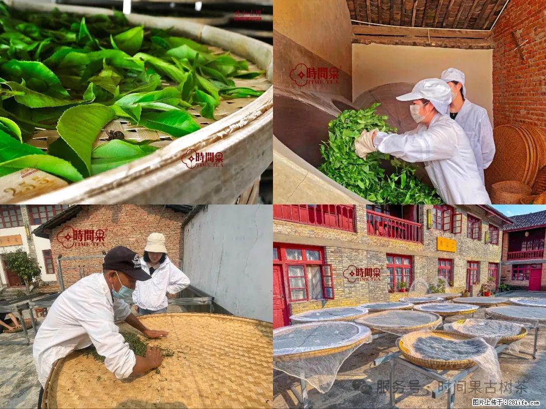 时间果百年古树龙珠普洱生茶 - 购物交流 - 张家界生活社区 - 张家界28生活网 zjj.28life.com