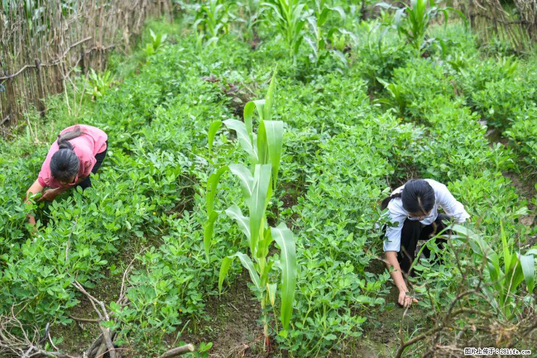 全网追的“扁担女孩”,找了一份暑假工,时薪12元 - 张家界生活资讯 - 张家界28生活网 zjj.28life.com