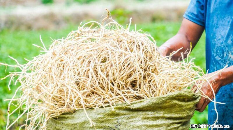 堪称“最难吃”的蔬菜,却是 “抗辐射神器”,还能护肺、清热、止咳化痰! - 张家界生活资讯 - 张家界28生活网 zjj.28life.com