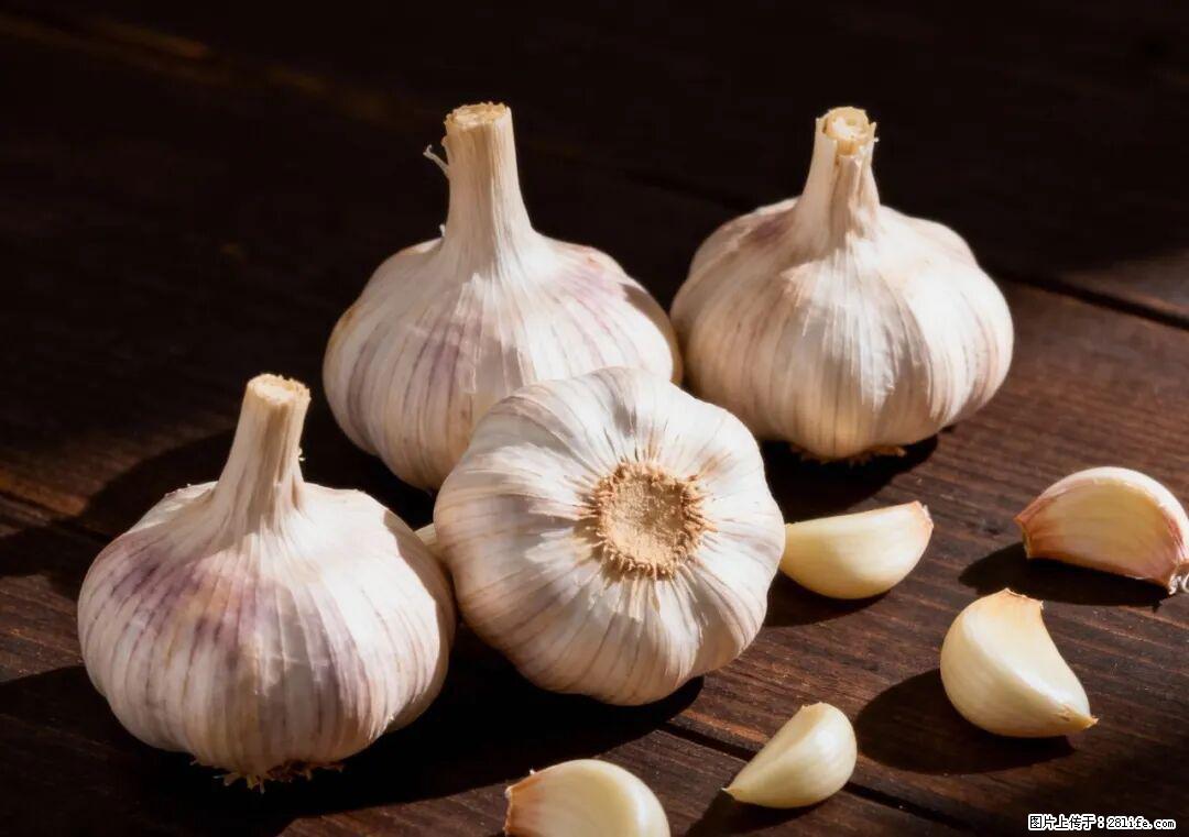 关于大蒜，除了“天然抗生素”，这4个谣言更该警惕! - 张家界生活资讯 - 张家界28生活网 zjj.28life.com