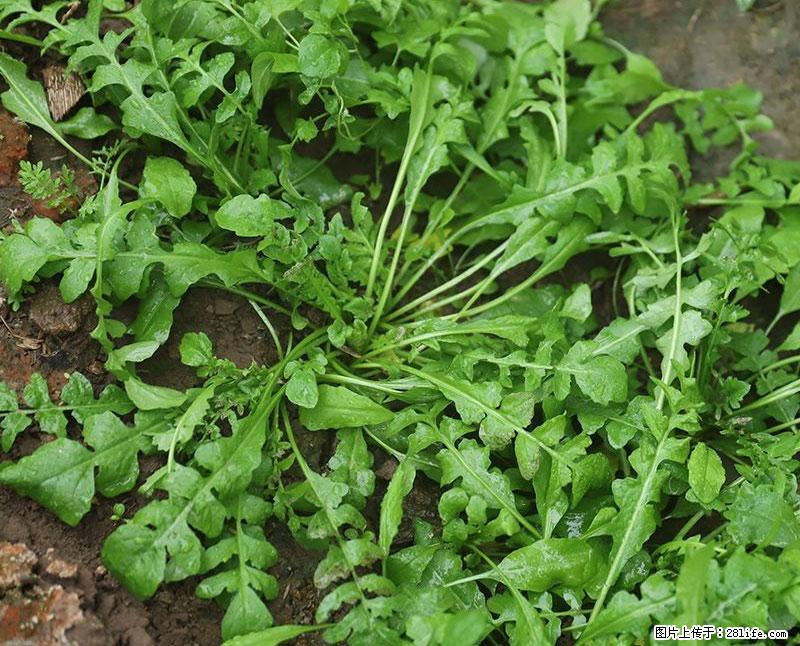 这些蔬菜是“天然钙片”，这6种被医生重点推荐 - 张家界生活资讯 - 张家界28生活网 zjj.28life.com