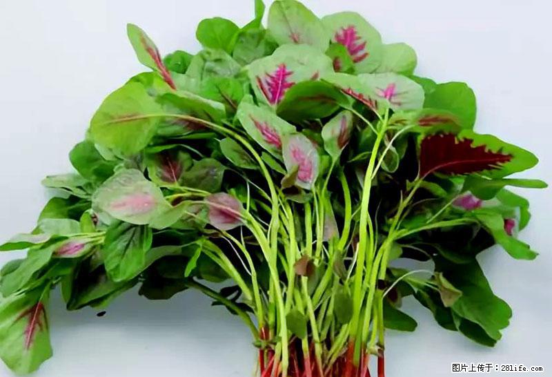 这些蔬菜是“天然钙片”，这6种被医生重点推荐 - 张家界生活资讯 - 张家界28生活网 zjj.28life.com