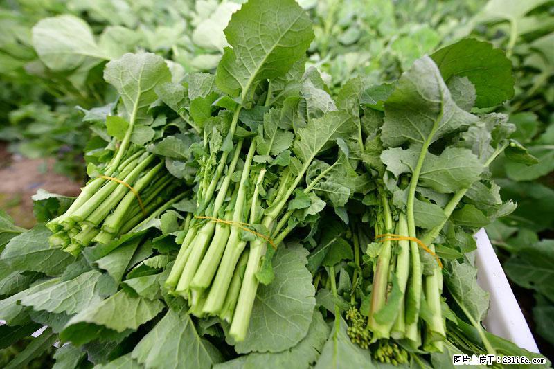 这些蔬菜是“天然钙片”，这6种被医生重点推荐 - 张家界生活资讯 - 张家界28生活网 zjj.28life.com